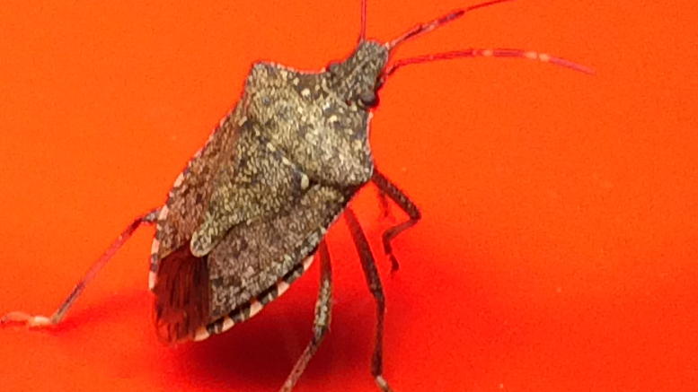 Insolent stinkbugs defy human domination. Photo by: Nancy Carlson