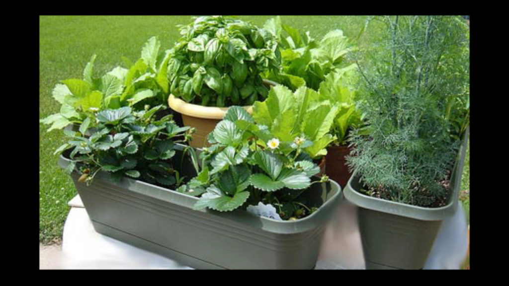 Plastic containers are an excellent choice for container gardening. 