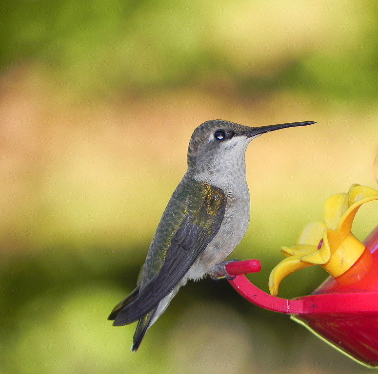 A hummingbird is caught perched on a feeder. Photo by: Mike Rhodes