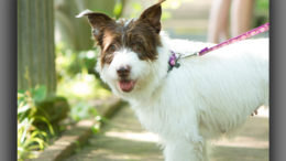 Puck, a three-year-old terrier mix is one of the four-legged stars of Muncie Civic Theatre’s production of “A Midsummer Night’s Dream. Photo by: Kishel Photography