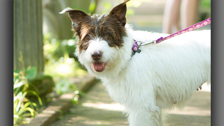 Puck, a three-year-old terrier mix is one of the four-legged stars of Muncie Civic Theatre’s production of “A Midsummer Night’s Dream. Photo by: Kishel Photography