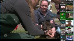 HDHomeRun app as seen on a Windows10 PC. The vets are helping a cute baby reindeer.