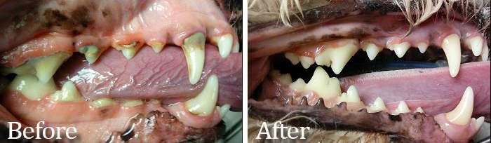A before and after photo of a teeth cleaning procedure at Care Animal Hospital. Photo provided. 