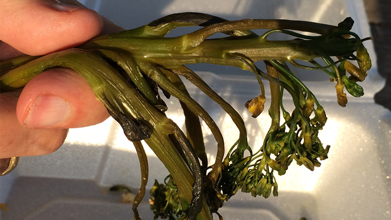 A stalk of broccolini, slightly worse for wear. Photo by: Nancy Carlson