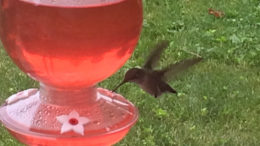 Should hummingbirds cool it with all that sugar juice? Photo by: Nancy Carlson