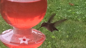 Should hummingbirds cool it with all that sugar juice? Photo by: Nancy Carlson