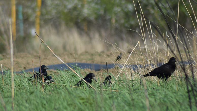Crows may be game birds, but they aren’t good eatin’. Photo by: Storyblocks