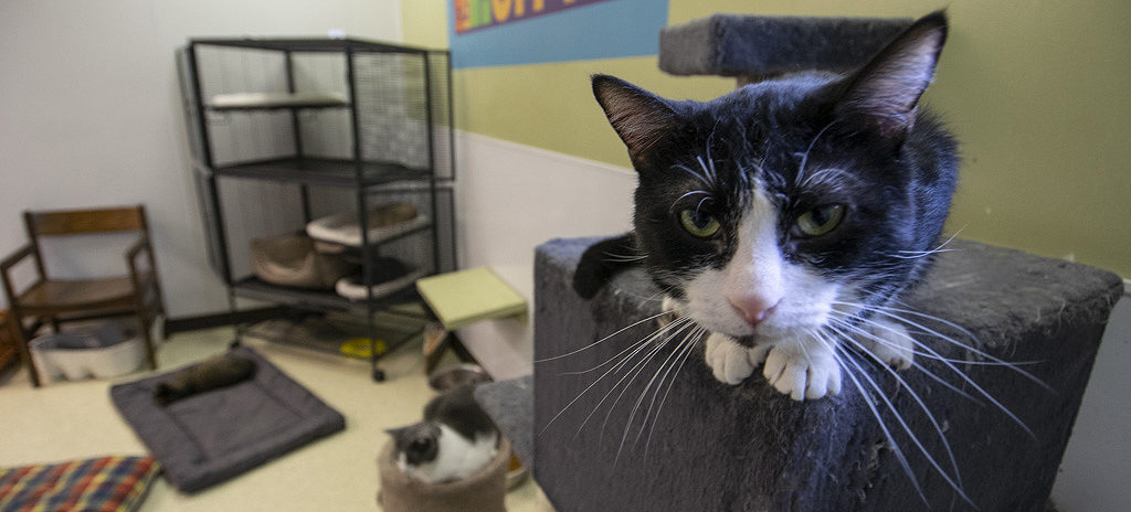 The shelter features 2 free roaming areas for cats to move around and play freely. Photo by: Mike Rhodes