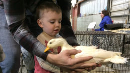 A youngster attending the farm festival meets a duck. Photo by: Nancy Carlson