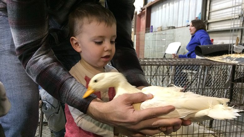 A youngster attending the farm festival meets a duck. Photo by: Nancy Carlson