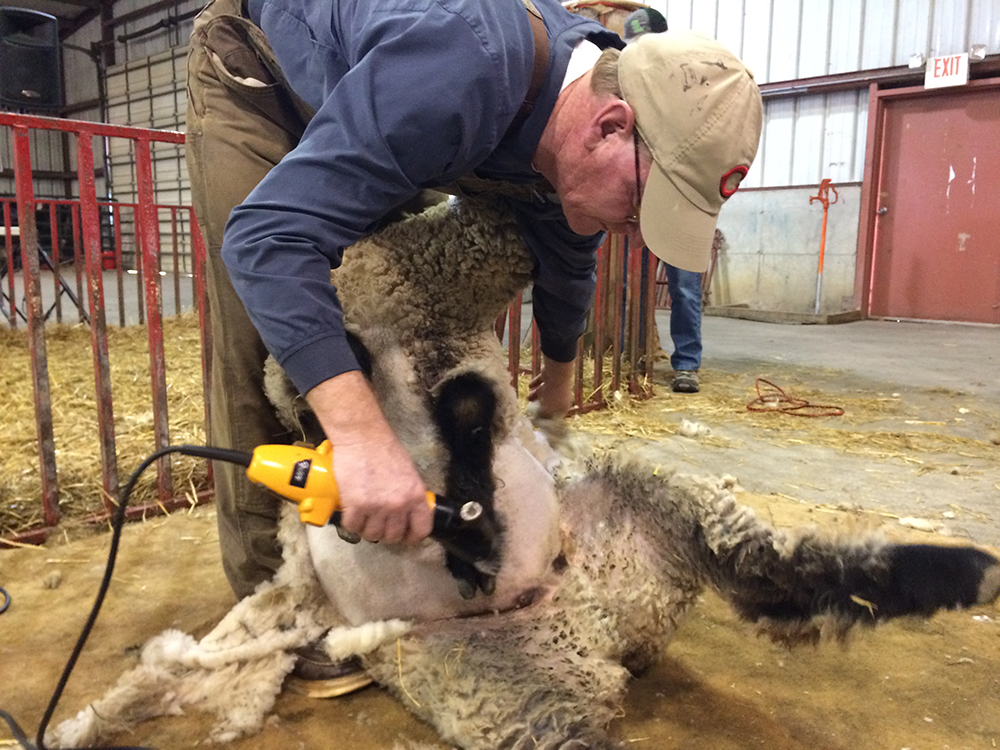 Will Herr shears a sheep at the Delaware County Farm Festival. Photo by: Nancy Carlson