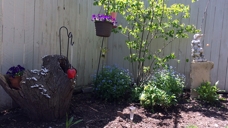 This corner of our backyard garden delights and educates us. Photo by: Nancy Carlson