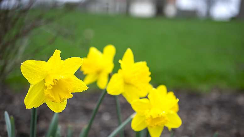 The flowers are blooming at Minnetrista and they are everywhere.