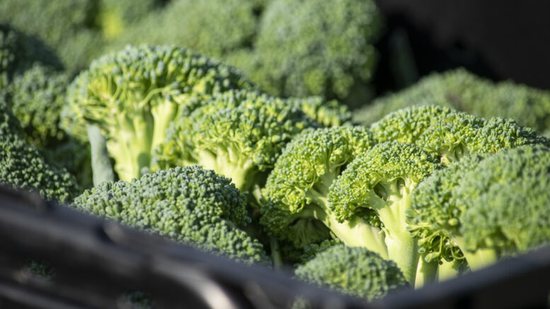 Second Harvest Food Bank Hosts ‘Community Food Experience’
