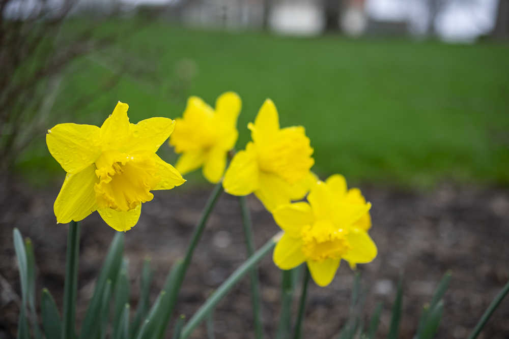 The flowers are blooming at Minnetrista