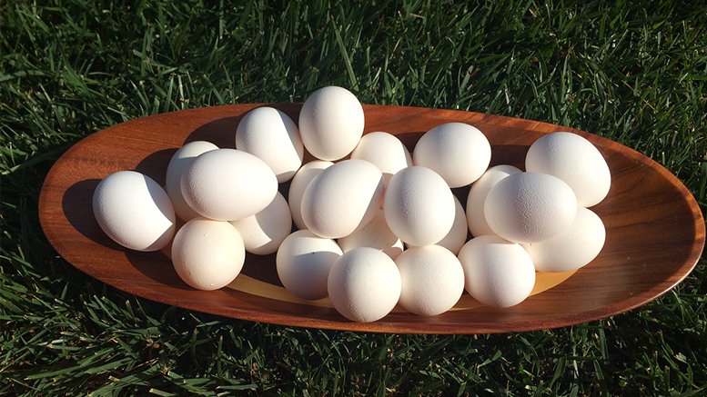 Early-stage chickens are fine, assuming they look like these. Photo by: Nancy Carlson