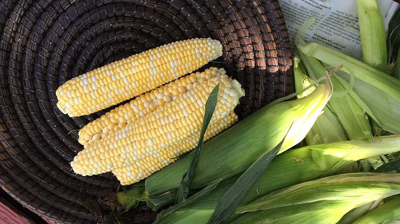 Enjoy corn-on-the-cob any way you want! Um, within reason. Photo by: Nancy Carlson