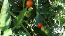 Pandemic-grown tomatoes look normal, but word is they’re, um, “special.” Photo by: Nancy Carlson