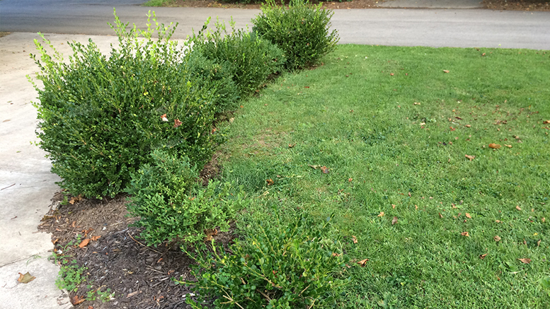 Sure, sculpted shrubs are beautiful, but impressionistic shrubs are high art. Photo by Nancy Carlson