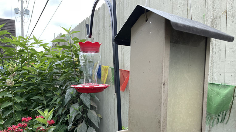 These empty feeders hint at what seems a tough time for birds. Photo by Nancy Carlson