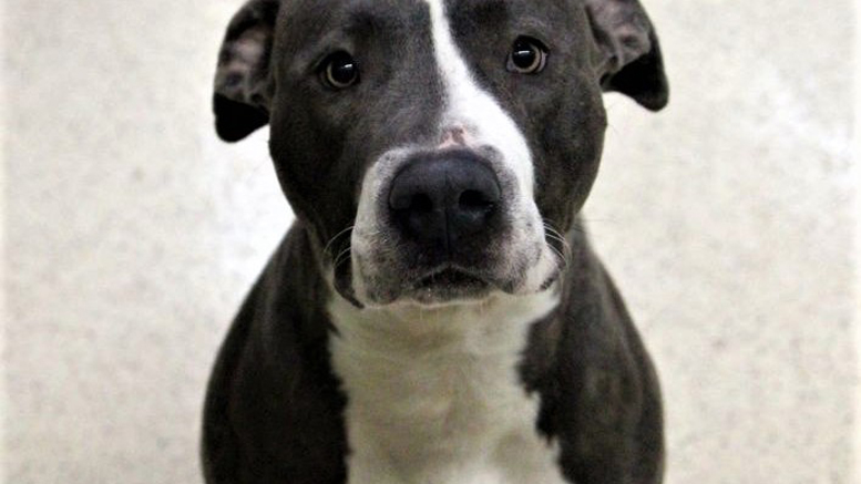 One of the adoptable dogs available at Muncie Animal Care and Services. Photo provided