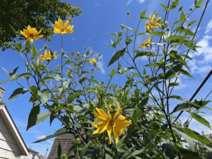 There’s nothing fake about the height of these sunflowers. Photo by Nancy Carlson.