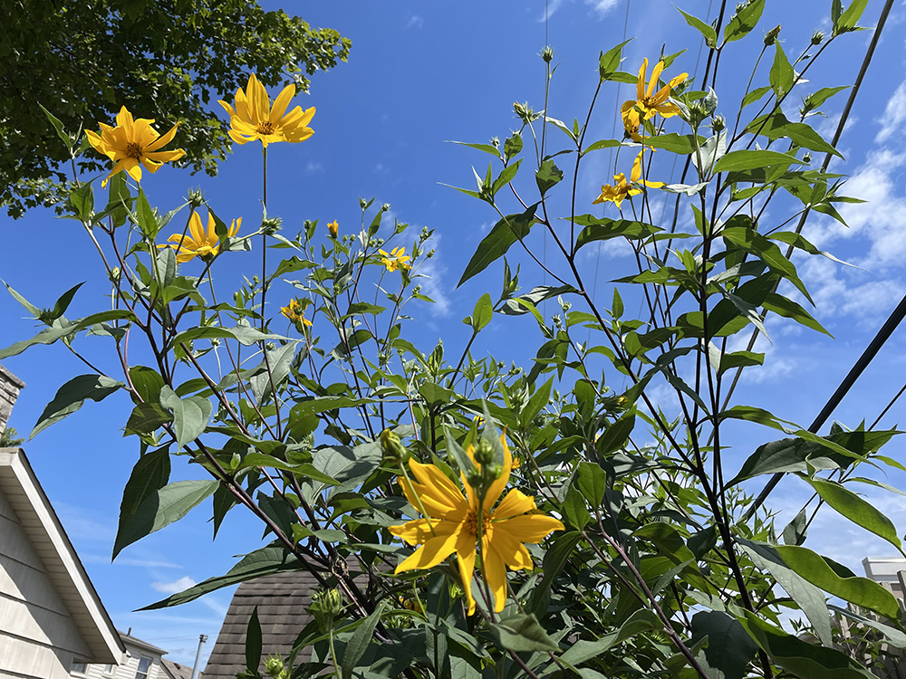 There’s nothing fake about the height of these sunflowers. Photo by Nancy Carlson.