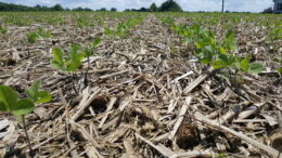 Soybeans emerging in cereal rye cover crop and prior corn crop residue. Photo by Indiana USDA-NRCS