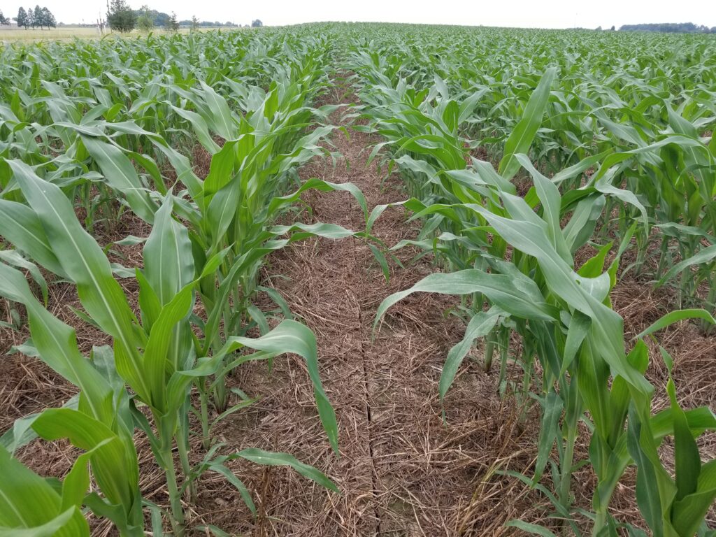 Corn planted into cover crops. Photo by Chris Lee, Indiana USDA-NRCS