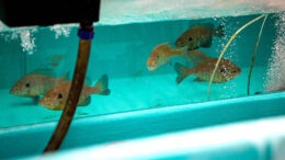 Tom McComish Aquatic Biology and Fisheries Laboratory. Photo provided