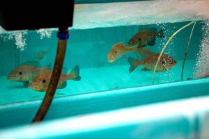 Tom McComish Aquatic Biology and Fisheries Laboratory. Photo provided