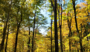 Photo courtesy of Red-tail Land Conservancy.