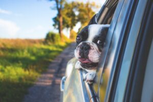 Some states have specific rules when traveling with your pet. See below. Photo provided.