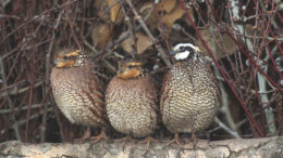 New Conservation Group to Host Free Public Event on April 23 at Guardian Brewing Company