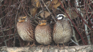 Birds & Brews Pint Night will take place on Thursday, April 23 hosted by the new White River Chapter of Quail Forever. Photo provided.